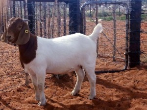 1X BOERBOK OOI/EWE KALAHARI KID CORPORATION   - POTENSIAAL STOET/POTENTAIL STUD