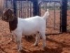 1X BOERBOK OOI/EWE KALAHARI KID CORPORATION&nbsp;&nbsp; - POTENSIAAL STOET/POTENTAIL STUD