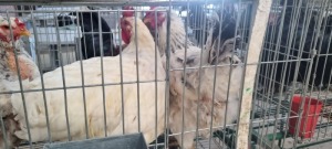 1+3X HOENDER / CHICKEN MALE + FEMALE HENMART BOERDERY (Pay per Animal)