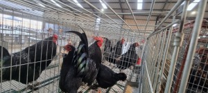 1+2X HOENDER / CHICKEN MALE + FEMALE HENMART BOERDERY (Pay per Animal)