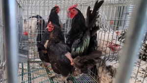 1+2X HOENDER / CHICKEN MALE + FEMALE HENMART BOERDERY (Pay per Animal)