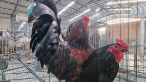 1+1X HOENDER / CHICKEN MALE HENMART BOERDERY