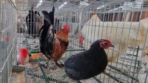 3X HOENDER / CHICKEN MALE HENMART BOERDERY (Pay per Animal)