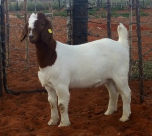 1X BOERBOK OOI/EWE KALAHARI KID CORPORATION  - KUDDE/FLOCK