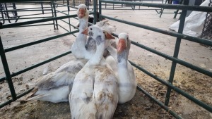 4X GANSE / GEESE - HENMART BOERDERY (Pay per Animal)