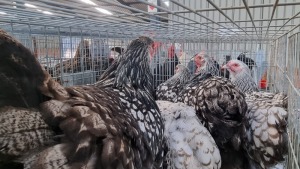 6X HOENDER / CHICKEN FEMALE HANNES VAN STADEN (Pay per Animal)