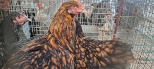 1+1X HOENDER / CHICKEN MALE + FEMALE HANNES VAN STADEN (Pay per Animal)