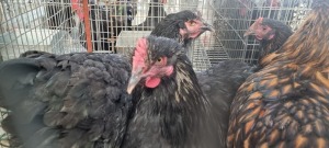 1+1X HOENDER / CHICKEN MALE + FEMALE HANNES VAN STADEN (Pay per Animal)