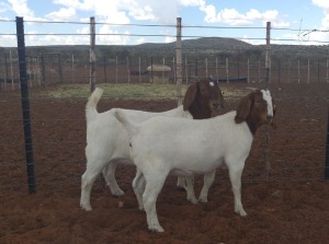 2X BOERBOK OOI/EWE KALAHARI KID CORPORATION  - KUDDE/FLOCK