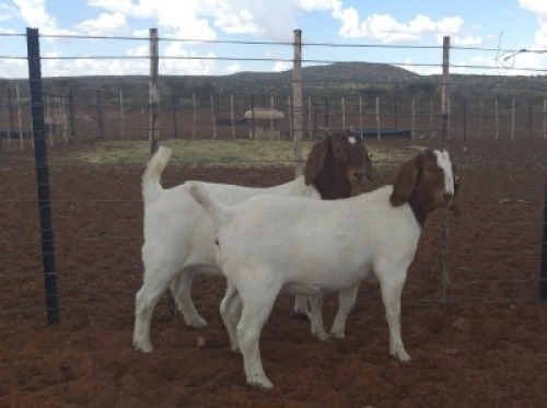 2X BOERBOK OOI/EWE KALAHARI KID CORPORATION&nbsp; - KUDDE/FLOCK