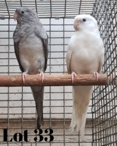 1-1 '20 Red-rumped: Grey Pied x Grey - Mike Riley