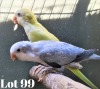 1-1 '20 Quaker: Cinnamon x Blue Slaty Opaline - Fanie Klopper