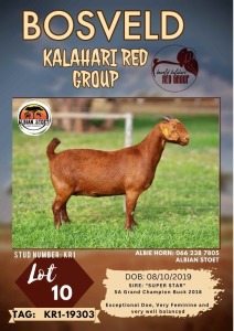 1X KALAHARI RED PREGNANT FLOCK DOE ALBIAN STOET