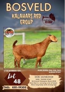 1X KALAHARI RED FLOCK DOE ALBIAN STOET