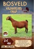 1X KALAHARI RED PREGNANT STUD DOE ALBIAN STOET