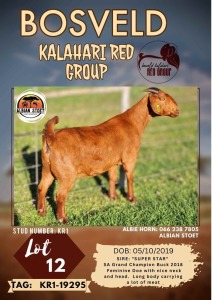 1X KALAHARI RED FLOCK DOE ALBIAN STOET