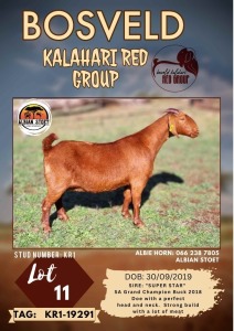 1X KALAHARI RED STUD DOE ALBIAN STOET