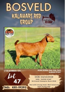 1X KALAHARI RED PREGNANT STUD DOE ALBIAN STOET