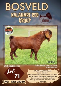 1X KALAHARI RED - COBRA STUD BUCK ALBIAN STOET