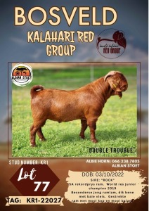 1X KALAHARI RED - DOUBLE TROUBLE STUD BUCK ALBIAN STOET