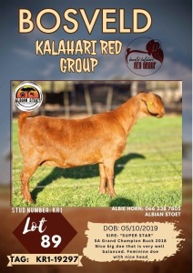 1X KALAHARI RED PREGNANT FLOCK DOE ALBIAN STOET