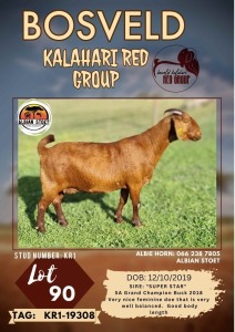 1X KALAHARI RED FLOCK DOE ALBIAN STOET