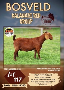 1X KALAHARI RED FLOCK DOE ALBIAN STOET