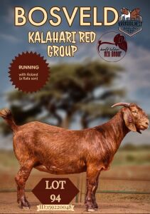 1X KALAHARI RED FLOCK DOE KROKODILNEST