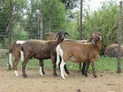 LOT 30 3X MEATMASTER OOI/EWE MORENA MEATMASTERS(PER STUK OM LOT TE NEEM/PER PIECE TO TAKE THE LOT)