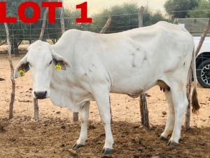 1+1 x Grey Brahman Cow & Calf Zanool Arbi