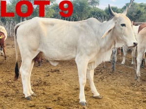 1+1 x Grey Brahman Cow & Calf Zanool Arbi