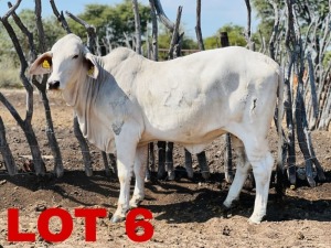 1 x Grey Brahman Heifer Zanool Arbi