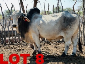 1 x Grey Brahman Bull Zanool Arbi