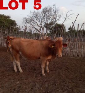 1+1 x Simbra Cow & Calf Zanool Arbi