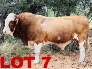 1 x Simmental Bull Zanool Arbi