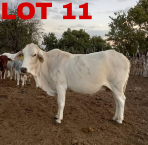 1 x Grey Brahman Cow Zanool Arbi