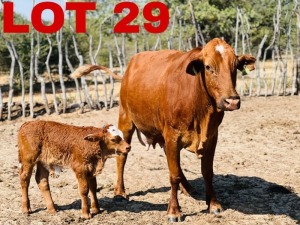 1+1 x Simbra Cow & Calf Zanool Arbi