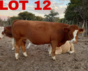 1 x Simbra Heifer Zanool Arbi