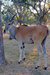 1 x Bull Eland