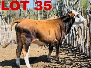 1 x Simbra Heifer Zanool Arbi