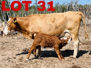 1+1 x Simmental Cow & Calf Zanool Arbi