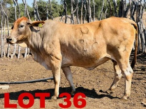 1 x Simbra Cow Zanool Arbi