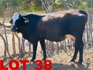 1 x Simbra Cow Zanool Arbi