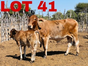 1+1 x Red Brahman Cow & Calf Zanool Arbi