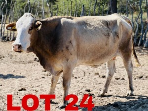 1 x Simmental Cow Zanool Arbi