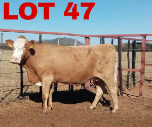 1 x Simmental Cow Zanool Arbi