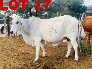 1 x Grey Brahman Cow Zanool Arbi