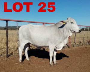 1 x Grey Brahman Cow Zanool Arbi