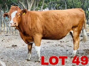 1 x Simmental Cow Zanool Arbi