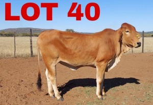 1 x Red Brahman Heifer Zanool Arbi